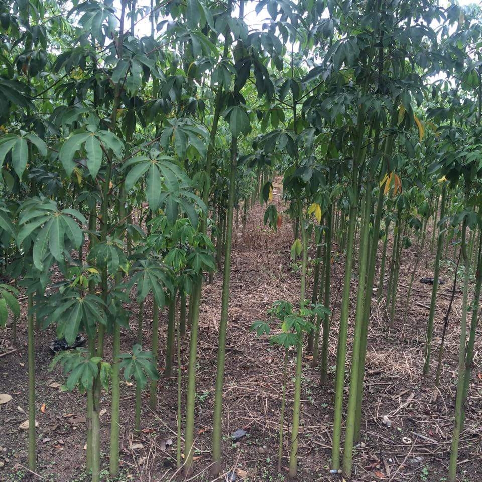 Hạt Giống Cây Bông Gòn