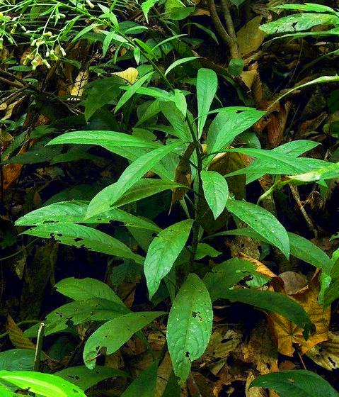 Hạt Giống Cây Xương Sông - 200 hạt