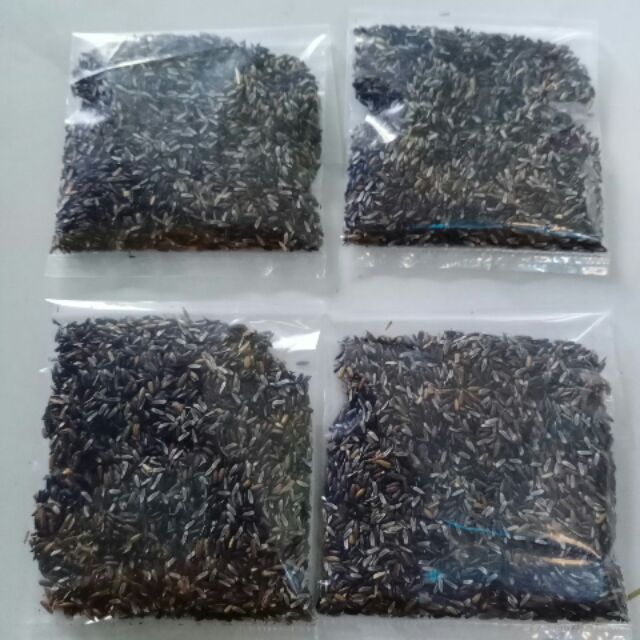 Hạt Giống Cây Đuôi Chuột (Mạch Lạc)