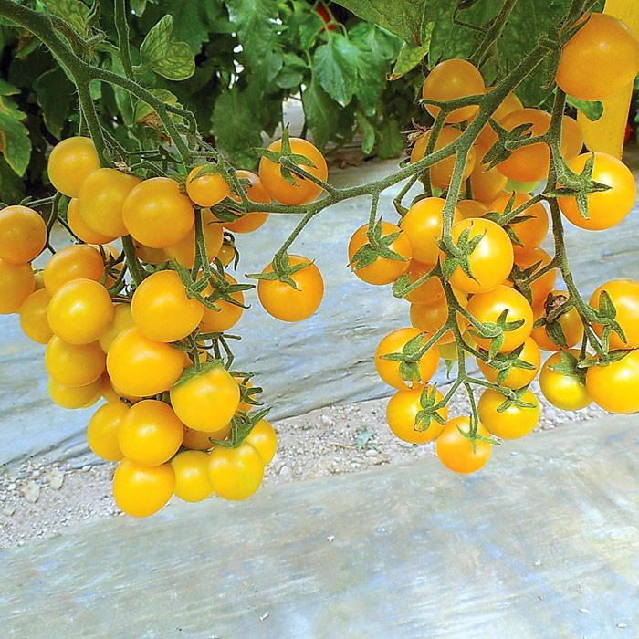 Hạt Giống Cà Chua Bi Vàng (Cà Chua Cherry) F1