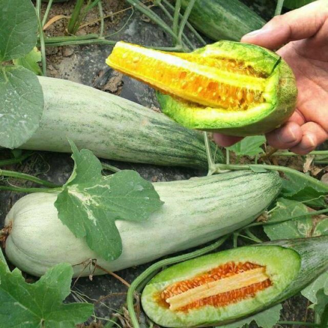 Hạt Giống Dưa Lê Quả Dài Yang Jiao Mi
