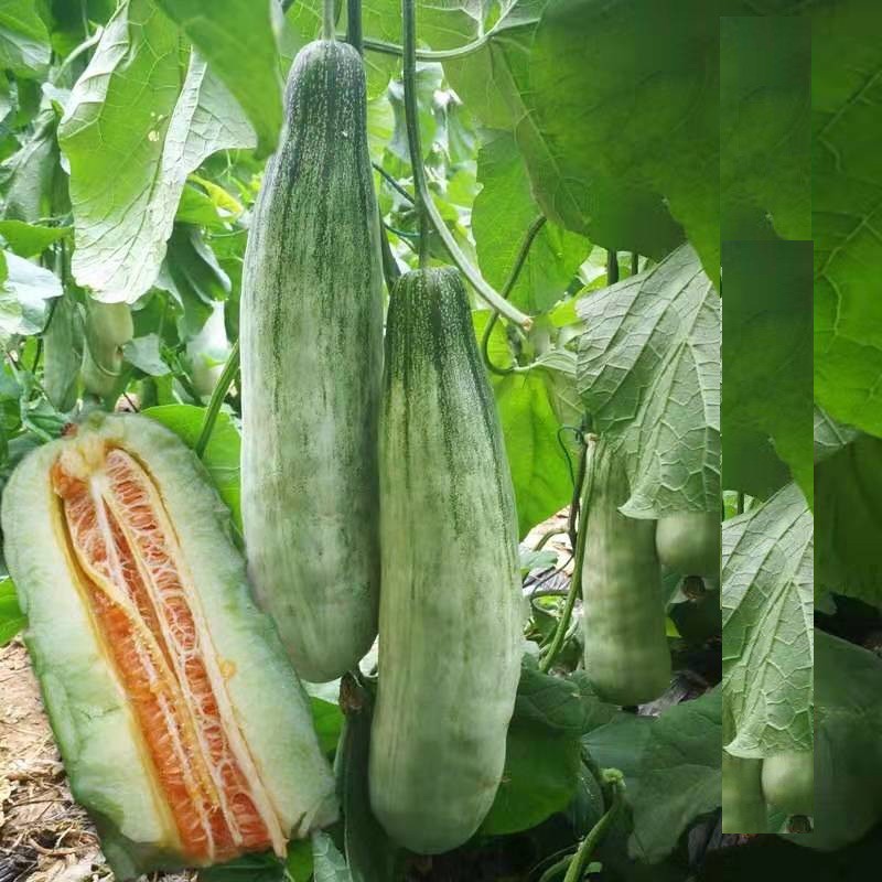 Hạt Giống Dưa Lê Quả Dài Yang Jiao Mi