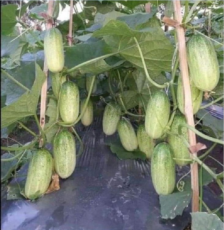 Hạt Giống Dưa Chuột Mèo