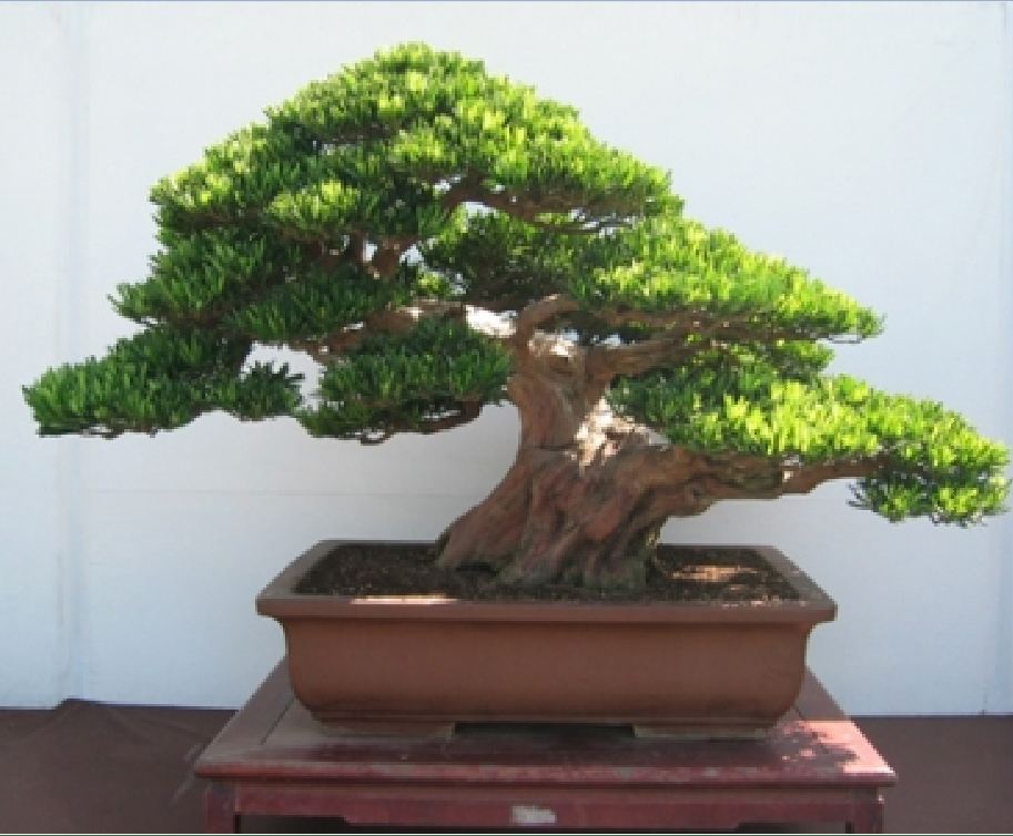 Hạt Giống Cây Tùng