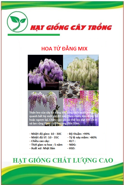 Hạt Giống Hoa Tử Đằng Nhiều Màu