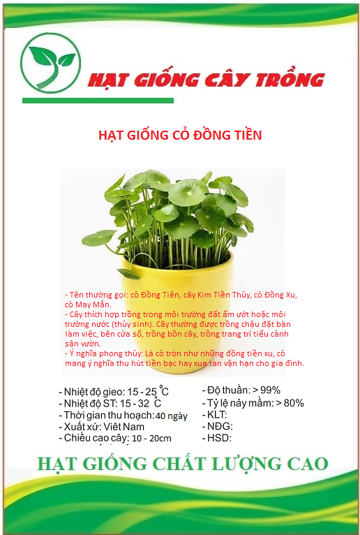 Hạt giống cây cỏ đồng tiền - Gói 50 hạt