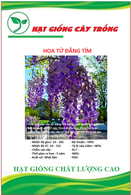 Hạt Giống Hoa Tử Đằng Hoa Tím