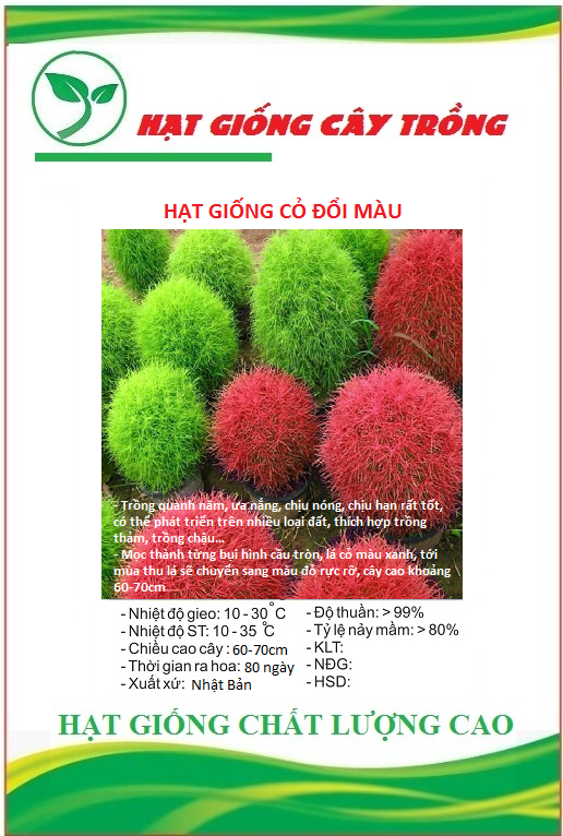 Hạt giống Cỏ Đổi Màu Nhật Bản Kochia