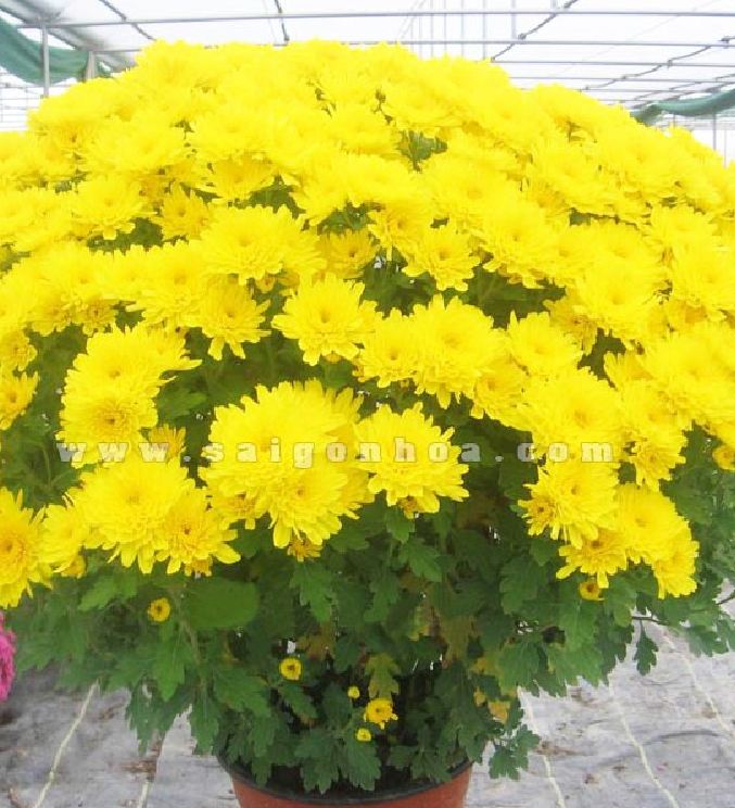 Hạt Giống Hoa Cúc Đại Đoá Vàng