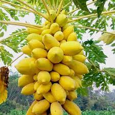 Hạt Giống Đu Đủ Da Vàng