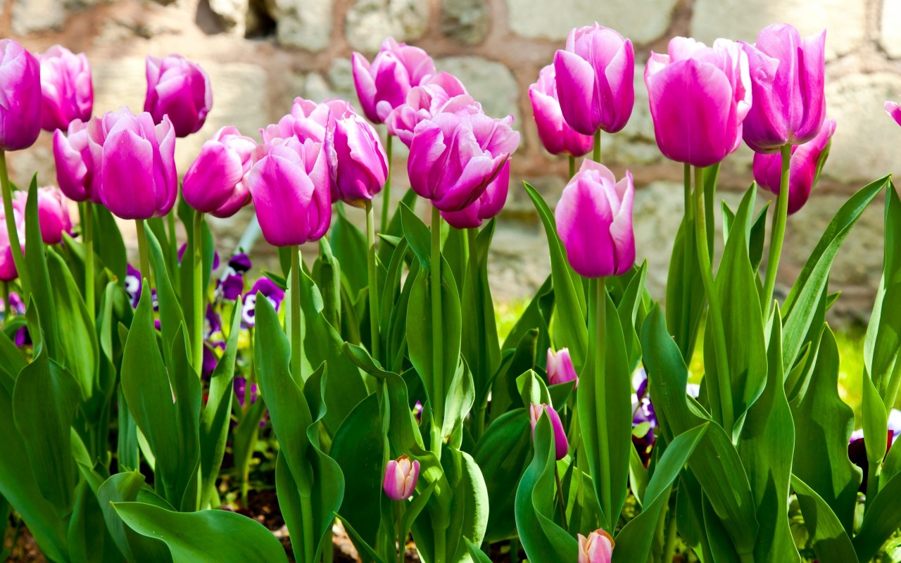 Bộ 5 củ giống hoa tulip màu tím