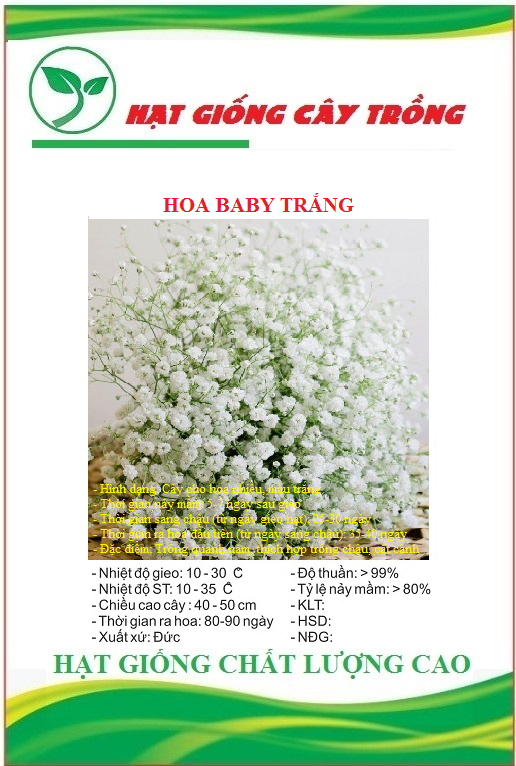 Hạt Giống Hoa Baby Trắng - Gói 50 hạt