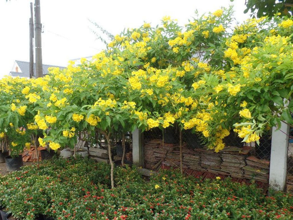 Hạt Giống Cây Hoa Chuông Vàng