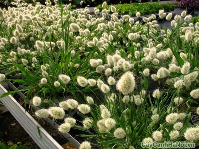 Hạt Giống Cỏ Đuôi Thỏ