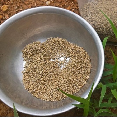 Hạt giống cỏ chăn nuôi Ruzi - Cỏ chịu dẫm đạp - Gói 50gram