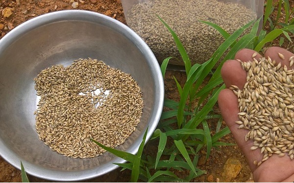Hạt giống cỏ chăn nuôi Ruzi - Cỏ chịu dẫm đạp - Gói 50gram