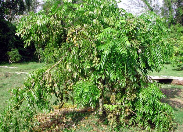 Hạt Giống Cây Cóc Thái