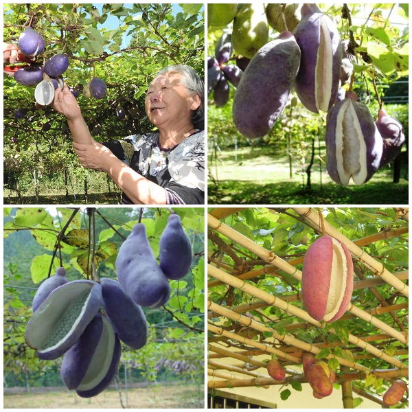 Hạt Giống Quả Holboellia latifolia Wall (Dưa Quả Tháng Tám)