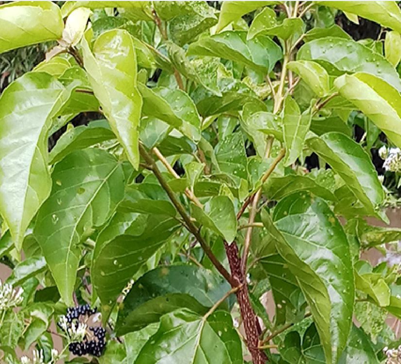 Hạt giống cây lá cách là cách biển, lá vọng cách