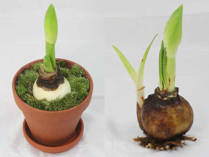 Củ giống hoa huệ tây hoa màu trắng tuyết thanh