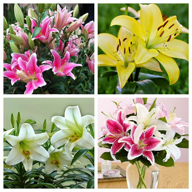 combo 5 củ hoa ly ly lùn nhiều màu ( có các màu đỏ , vàng, cam. hồng , trắng )