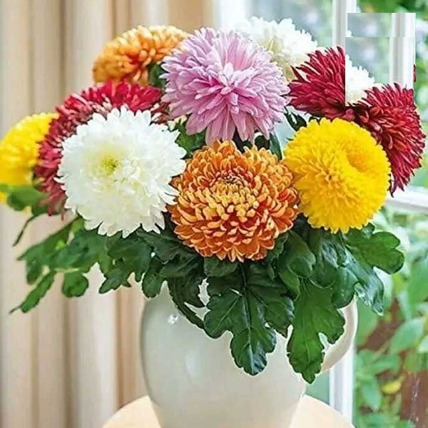 Hạt Giống Hoa Cúc Đại Đóa Cánh To Nhiều Màu