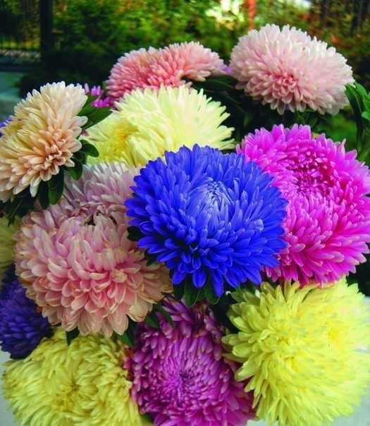 Hạt Giống Hoa Cúc Đại Đóa Cánh To Nhiều Màu