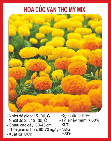 Hạt giống hoa vạn thọ Mỹ nhiều màu - Gói 50 hạt