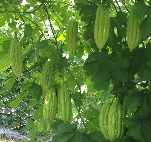 Hạt Giống Khổ Qua Mỡ - Mướp Đắng F1