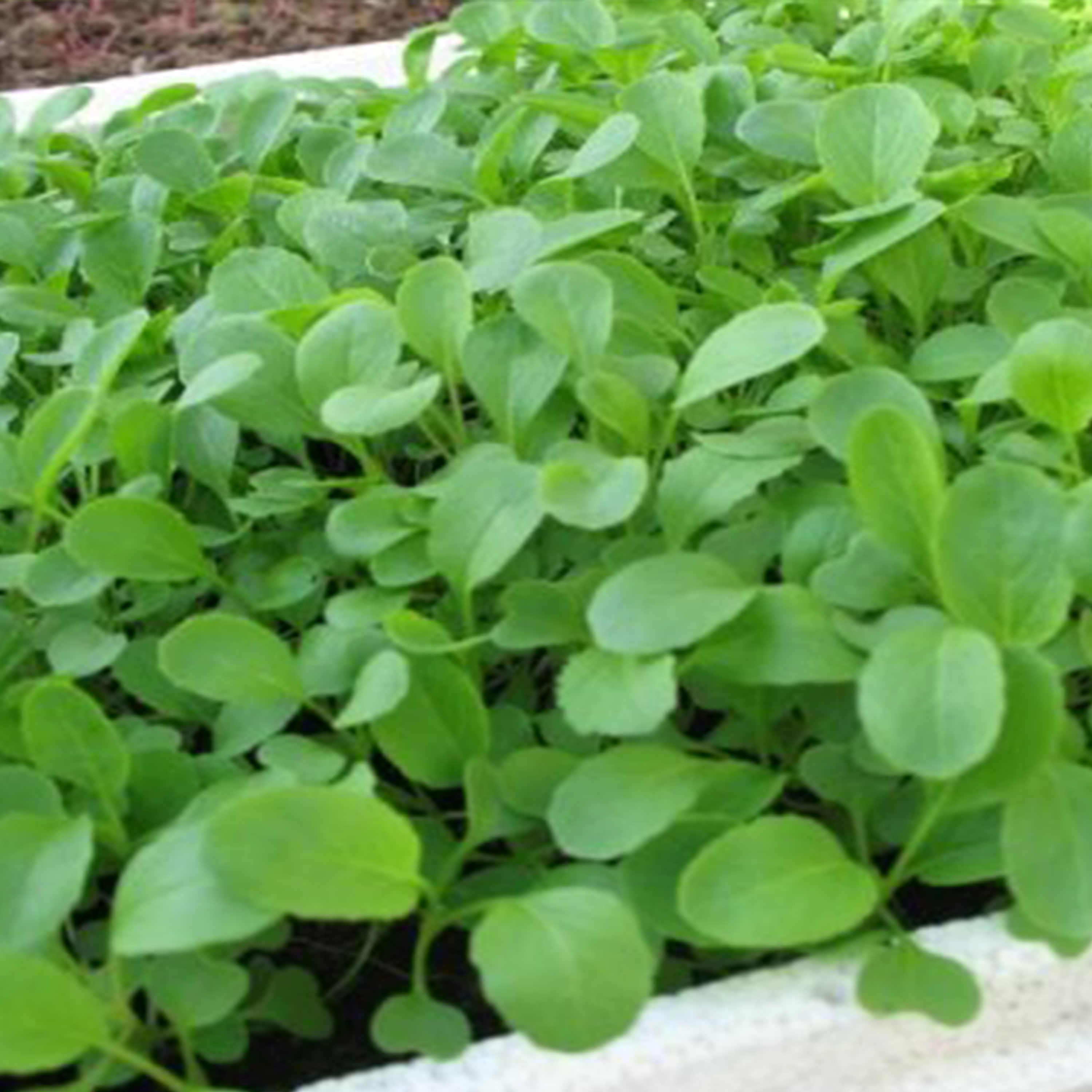 Hạt Giống Rau Cải Ngọt Ăn Non