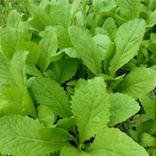 Hạt giống rau cải ăn non baby