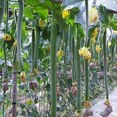 Hạt Giống Mướp Hương Siêu Dài