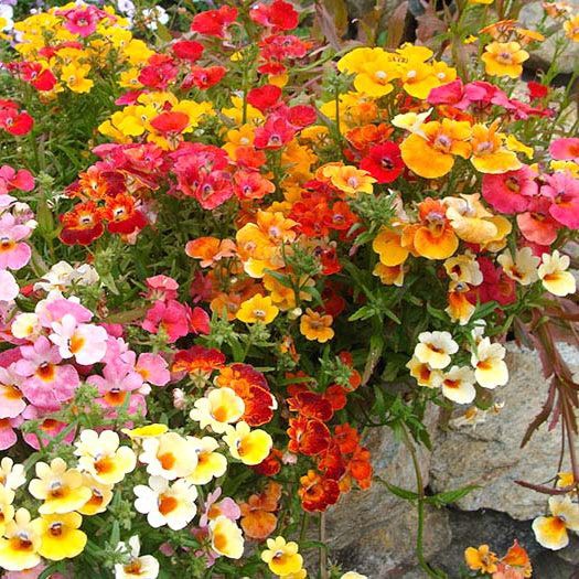 Hạt Giống Hoa Mây Nhiều Màu ( Nemesia Strumosa Mixed )