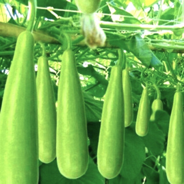 Hạt Giống Bầu Xị F1