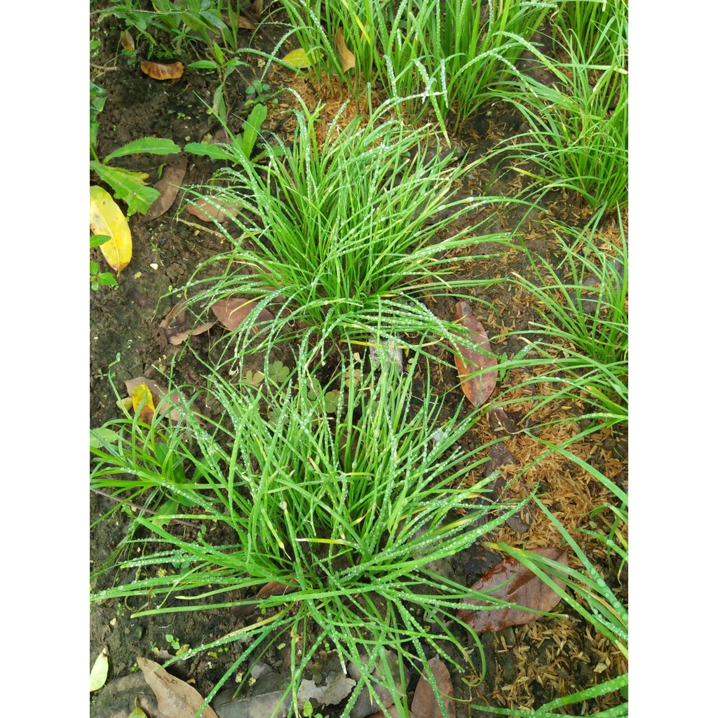 Hạt giống Hẹ Ta Cao Sản - Gói 2gram