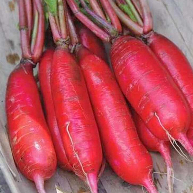 Hạt Giống Củ Cải Đỏ Dài F1