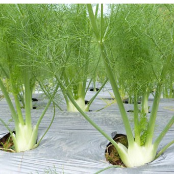 Hạt Giống Củ Thì Là ( Củ Hồi Mỹ  ) - Gói 50 hạt