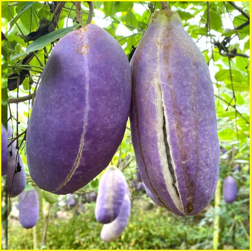 Hạt Giống Quả Holboellia latifolia Wall (Dưa Quả Tháng Tám)