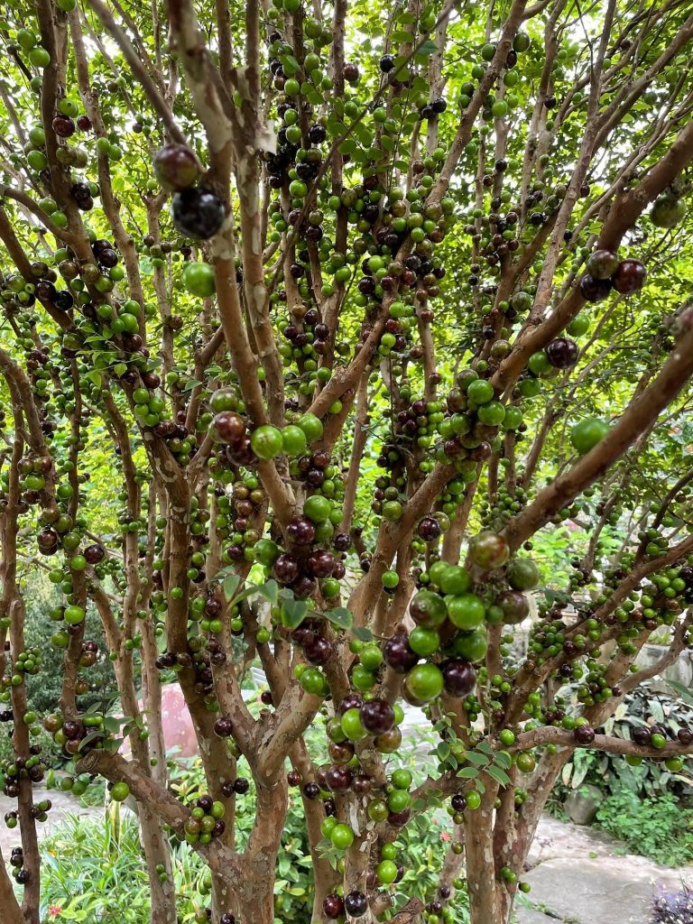 Hạt Giống Cây Nho Thân Gỗ