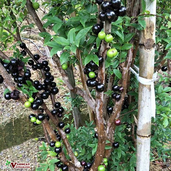 Hạt Giống Cây Nho Thân Gỗ