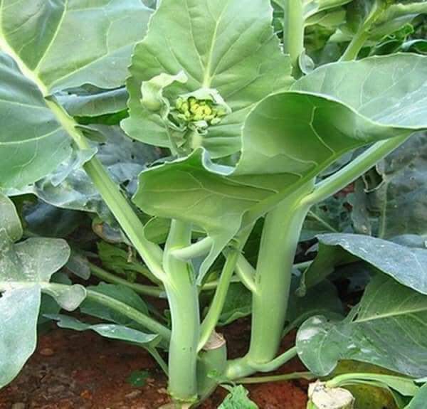 Hạt giống rau cải ngồng mập cao sảo ( cải ngọt ăn bông )