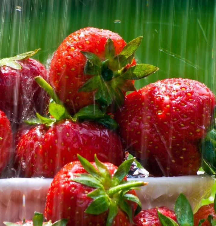 Hạt Giống Dâu Tây Đỏ Khổng Lồ
