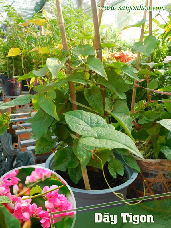 Hạt giống hoa tigon - Gói 5 hạt - khá dễ trồng và có thể thích nghi tốt với nhiều điều kiện khí hậu