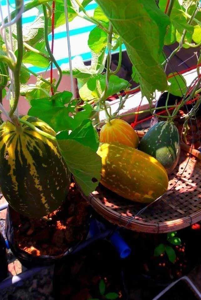 Hạt Giống Dưa Bở Thơm Cao Sản