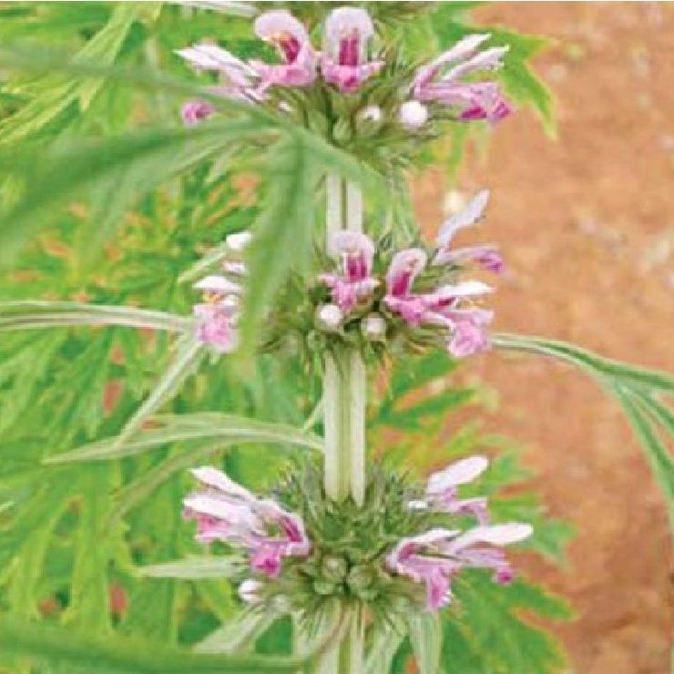 Hạt Giống Cây Ích Mẫu