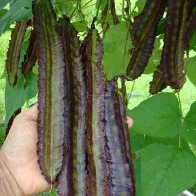 Hạt Giống Dậu Rồng Tím Thái Lan