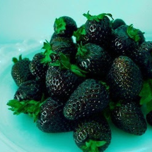 Hạt Giống Dâu Tây Đen Chịu Nhiệt