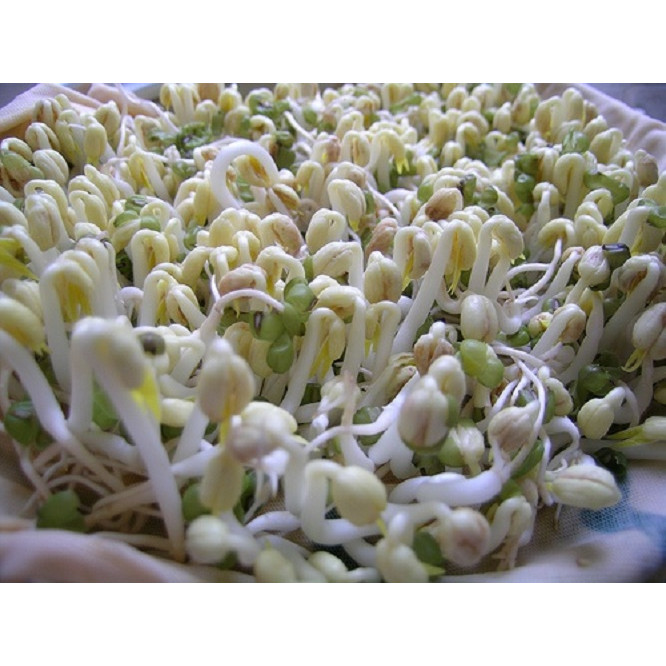 Hạt giống mầm đậu xanh (giá đỗ) - Gói 50gram