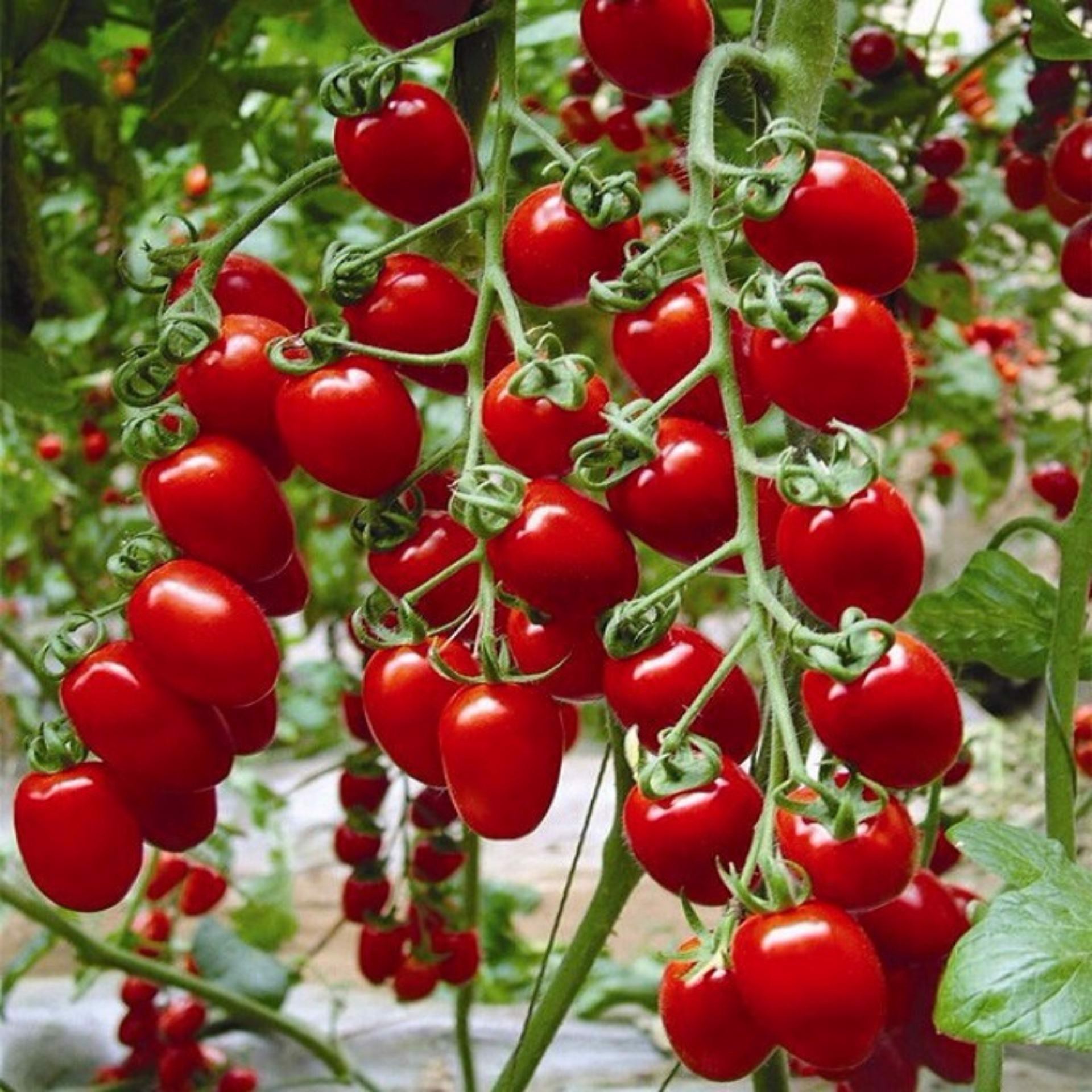 Hạt Giống Cà Chua Bi Đỏ (Cà Chua Cherry) F1