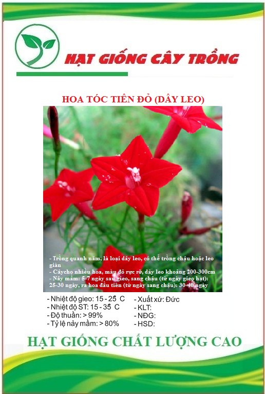 Hạt Giống Hoa Tóc Tiên Đỏ (Dây Leo) - Gói 10 hạt